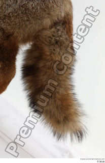 Red fox tail 0002.jpg